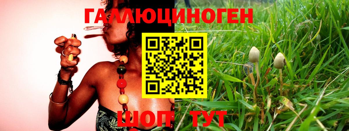 Красный Сулин  Псилоцибиновые грибы MAGIC MUSHROOMS  Вход с VPN 